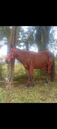 Cavalo manso para crianças 