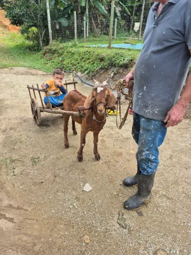Vendo Cabrito com o carrinho
