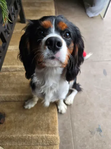 Cavalier king charles spaniel macho
