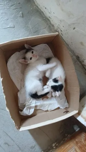 Gatinhos para adoção 