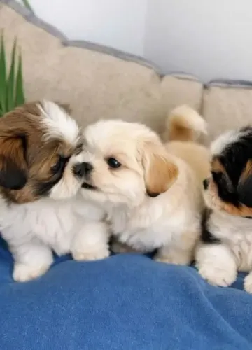 Shih Tzu O prêmio que todo mundo gostaria de ganhar na pescaria