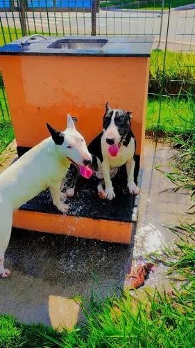 Lindos Filhotes de Bull Terrier !