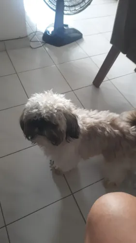Doação shitzu novinho