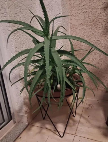 Vaso de Planta Ornamental - Babosa
