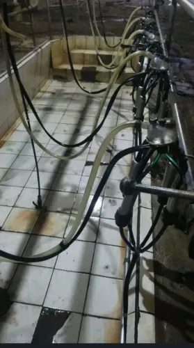 Ordenha canalizada 5 conjuntos