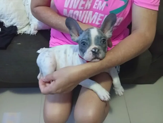 Bulldog Francês BLUE PIED