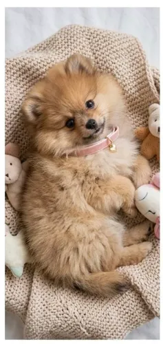 Lulu da Pomerânia Anã fêmea 
