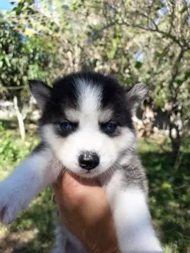 Husky siberiano venda