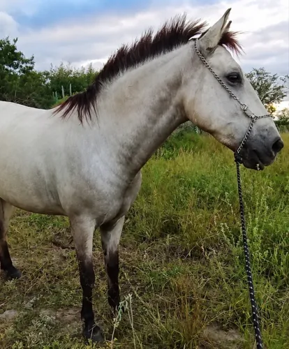Cavalo professor 