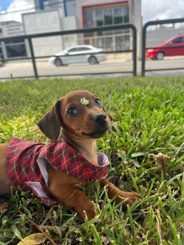 Filhote macho salsicha 