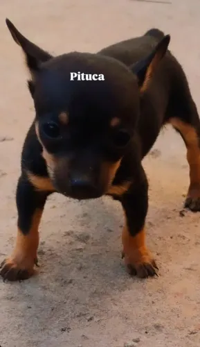 Pincher Micro