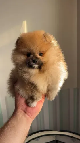 Filhotes de spitz alemão 