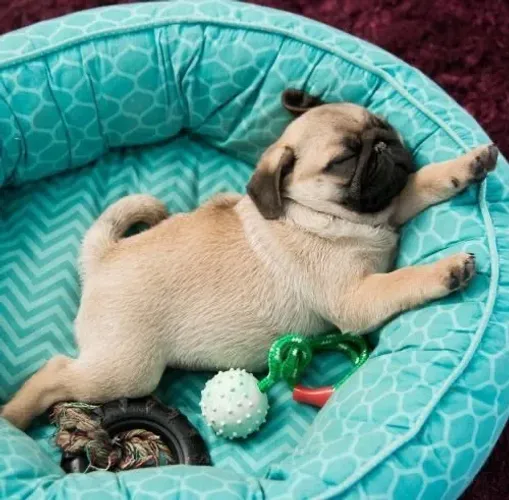 Pug - Cachorrinho Que Merece Sair Do Anúncio E Ganhar Novos Momentos