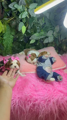 Cavalier