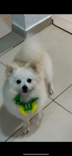 Cachorra 