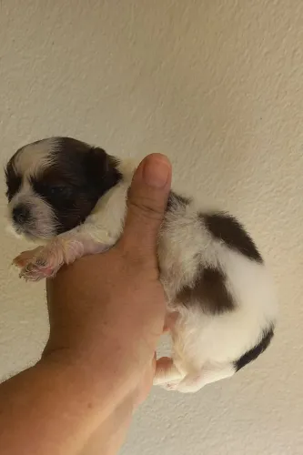 Filhotes de cachorro Shitzo machinho