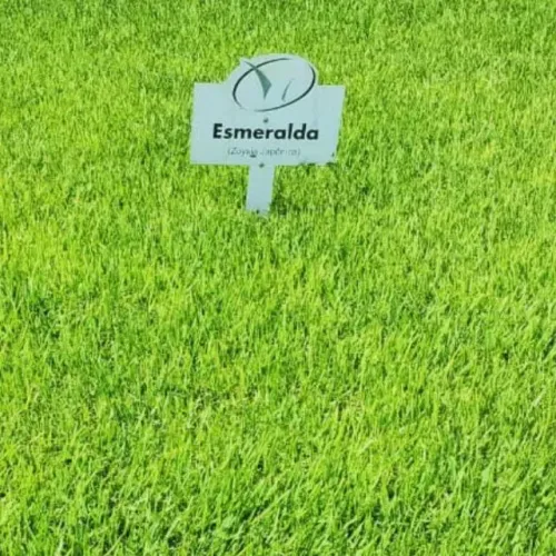 Vendo Grama Esmeralda ? Tapete ou Placa, com Entrega