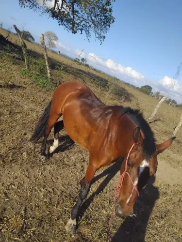 Cavalo 2.800 manso de caminhada cavalgada