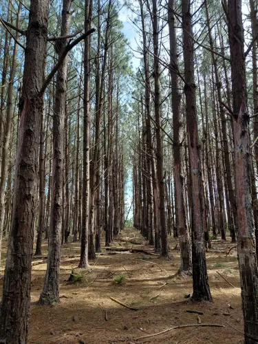 Floresta de pinus Elliotti