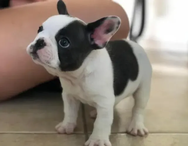Bulldog Francês Filhotes Gordinhos. 