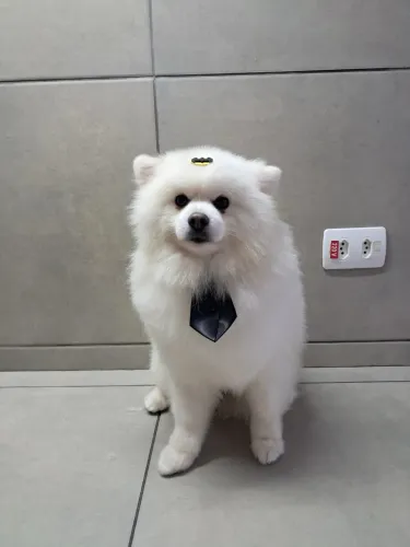 Spitz alemão 