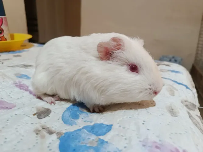 Porquinho da índia albino