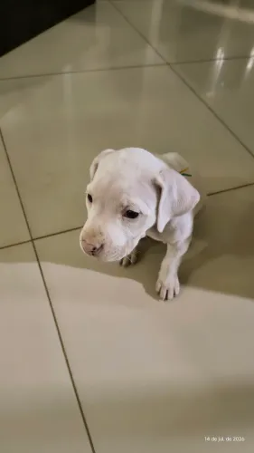 Dogo Argentino
