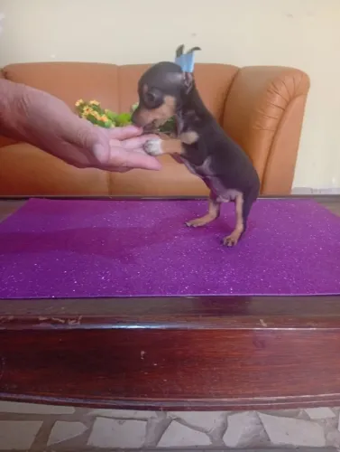 Pinscher Zerinho Machinho Disponível