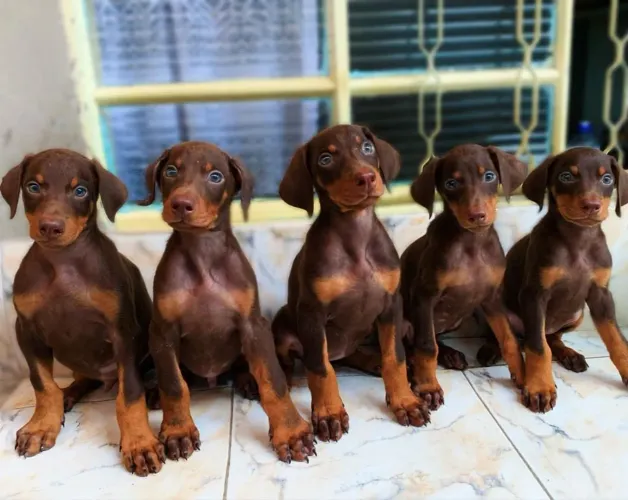 Doberman