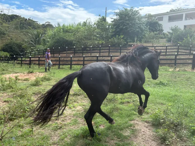Cavalo mangalarga marchador registrado