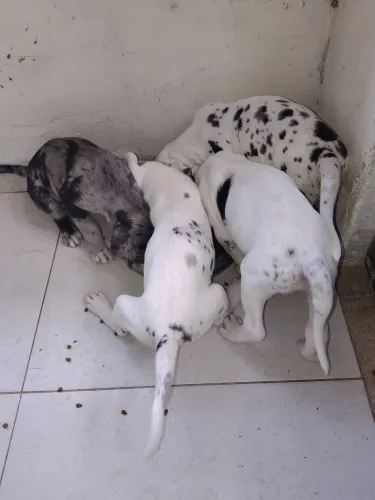 Dogue Alemão Filhotes Alerquins
