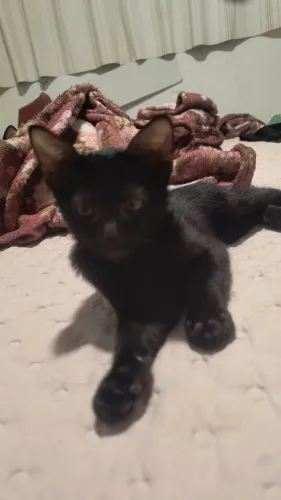 Doação responsável, gatinhas com 2 meses