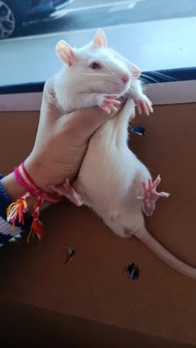 Rato Twister 