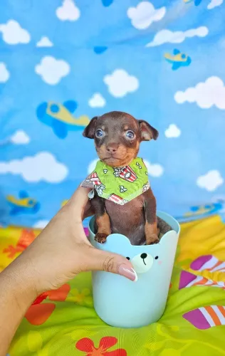 Neném Pinscher/ Pincher brincalhão e saudável com excelente pelagem