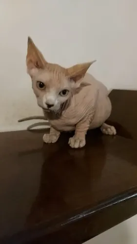 Sphynx Macho