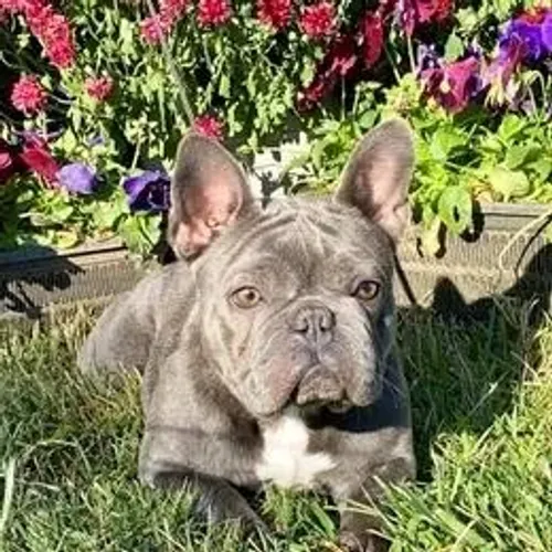 Bulldog Francês,Bulldog Francês Filhote Selecionado Alta Procedência