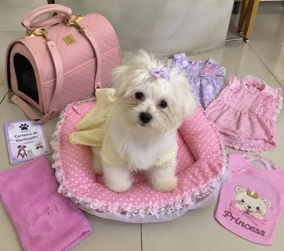 Cachorra Maltês