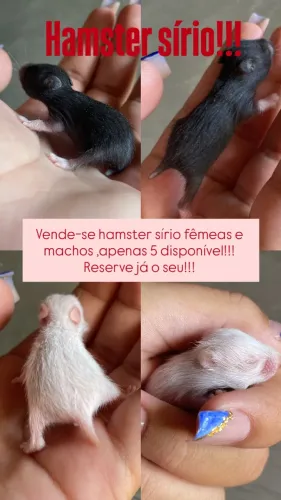 5 Hamster sírio 