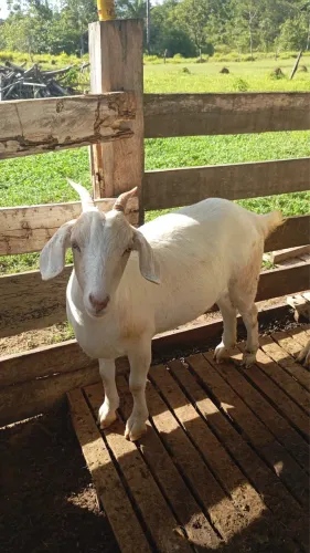 4 Cabras SAANEN Leiteiras por 2.000 lote 