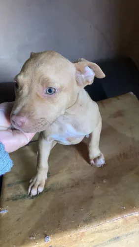 Vendo filhotes de pit bull