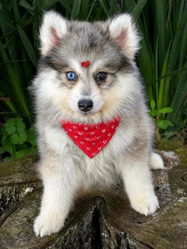 Fêmea Pomsky F3