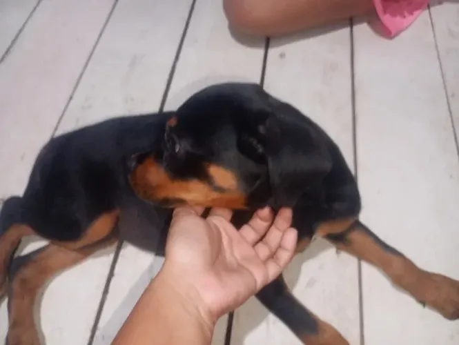 rottweiler fêmea 