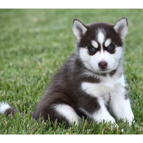 Husky Siberiano | Leve essa alegria para sua família