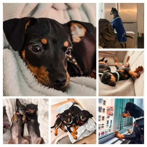 Pinscher Macho - 5 Meses