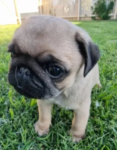 Pug Filhotes Abricot Especiais.
