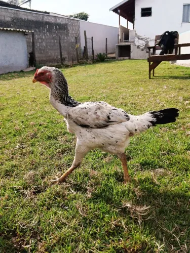 Galinha índio gigante