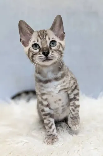 Bengal silver