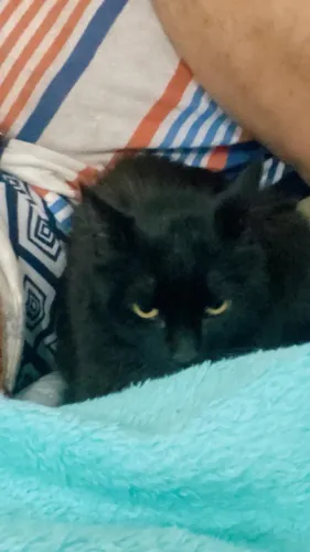 Doação gato 