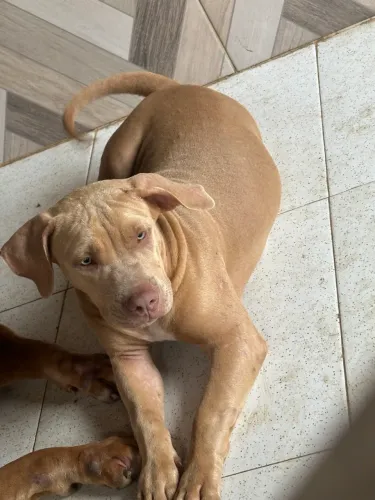 Vendo filhote linda de PitMonster somente 4 messes 