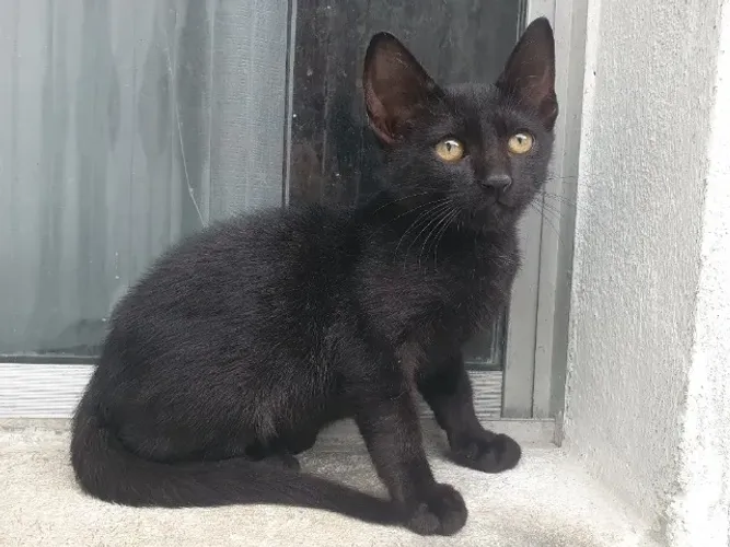Gato